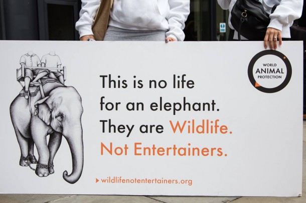 Lecturer illustrates for World Animal Protection
