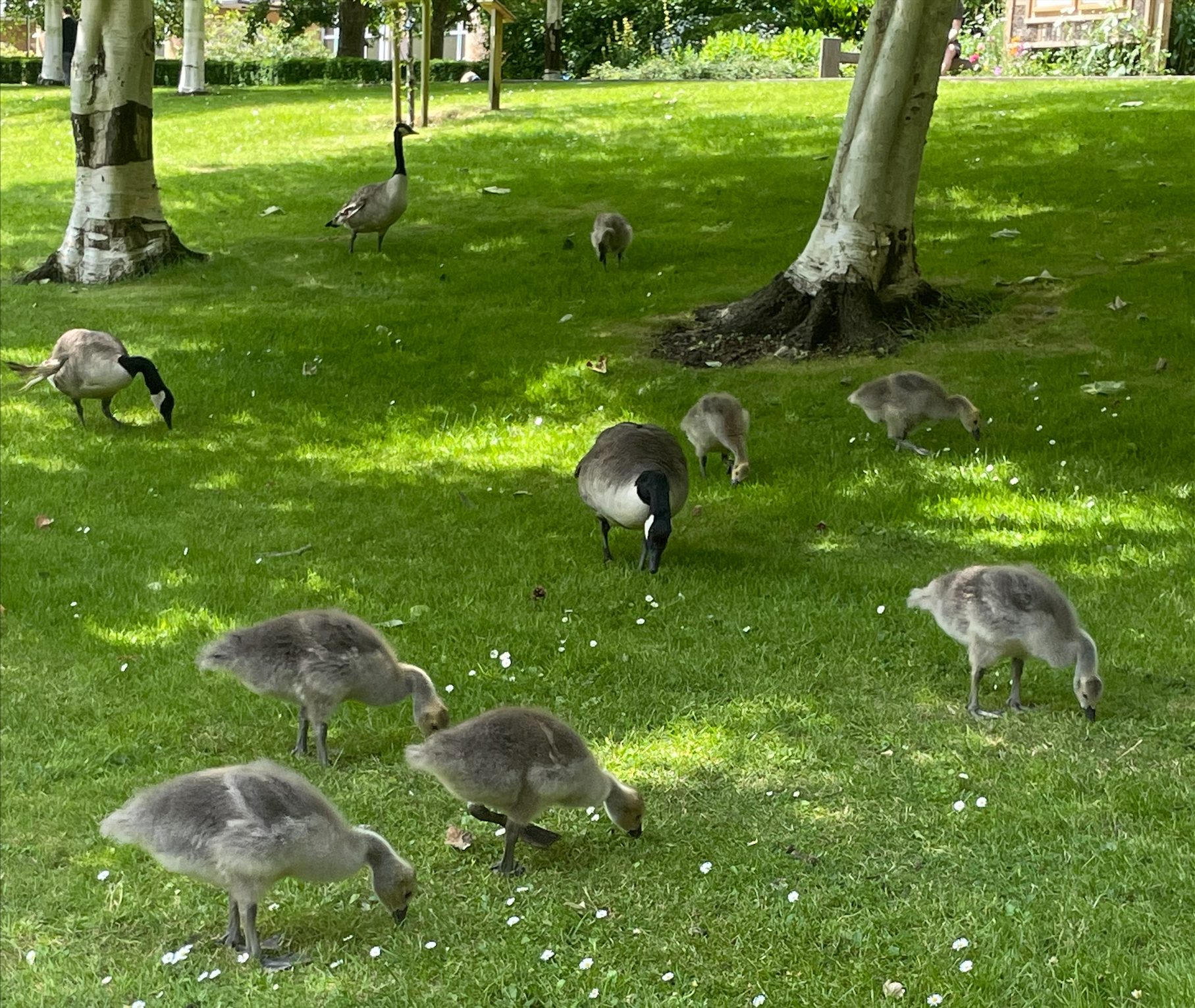 Canadian Geese